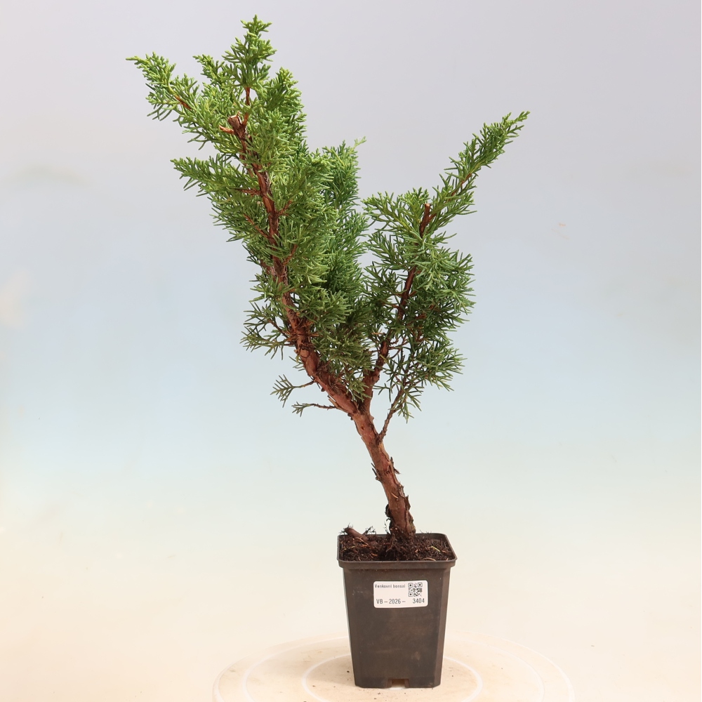 Bonsai voor buiten - Juniperus chinensis Kishu