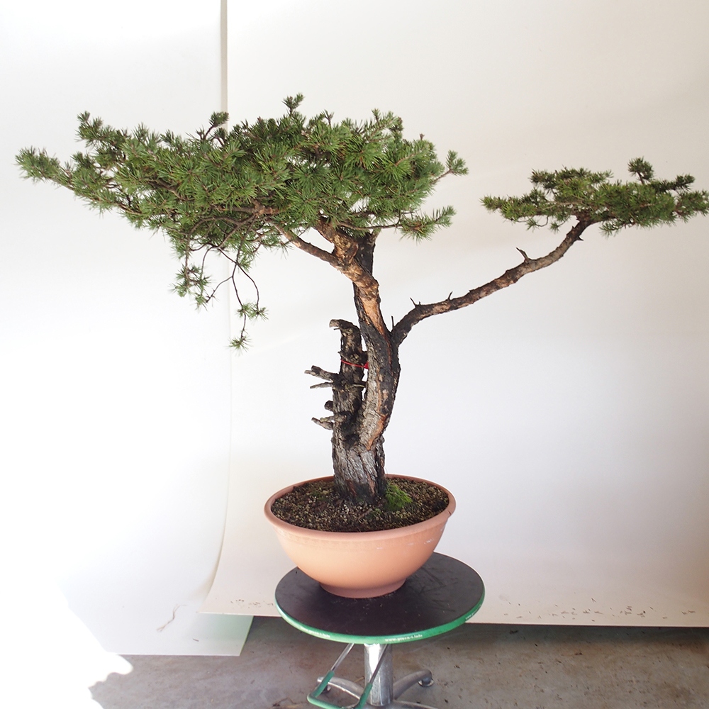 Yamadori - Pinus sylvestris Spanje