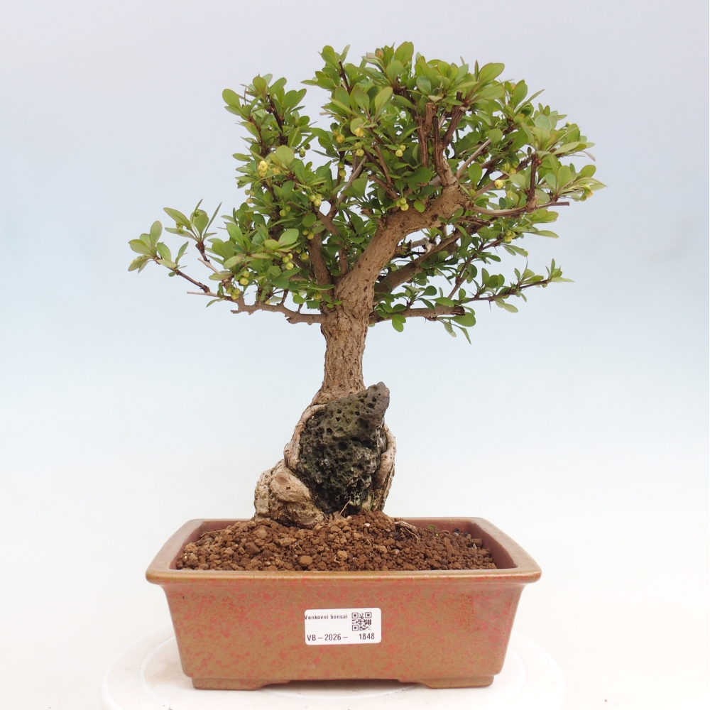 Bonsai voor buiten - Berberis coreana