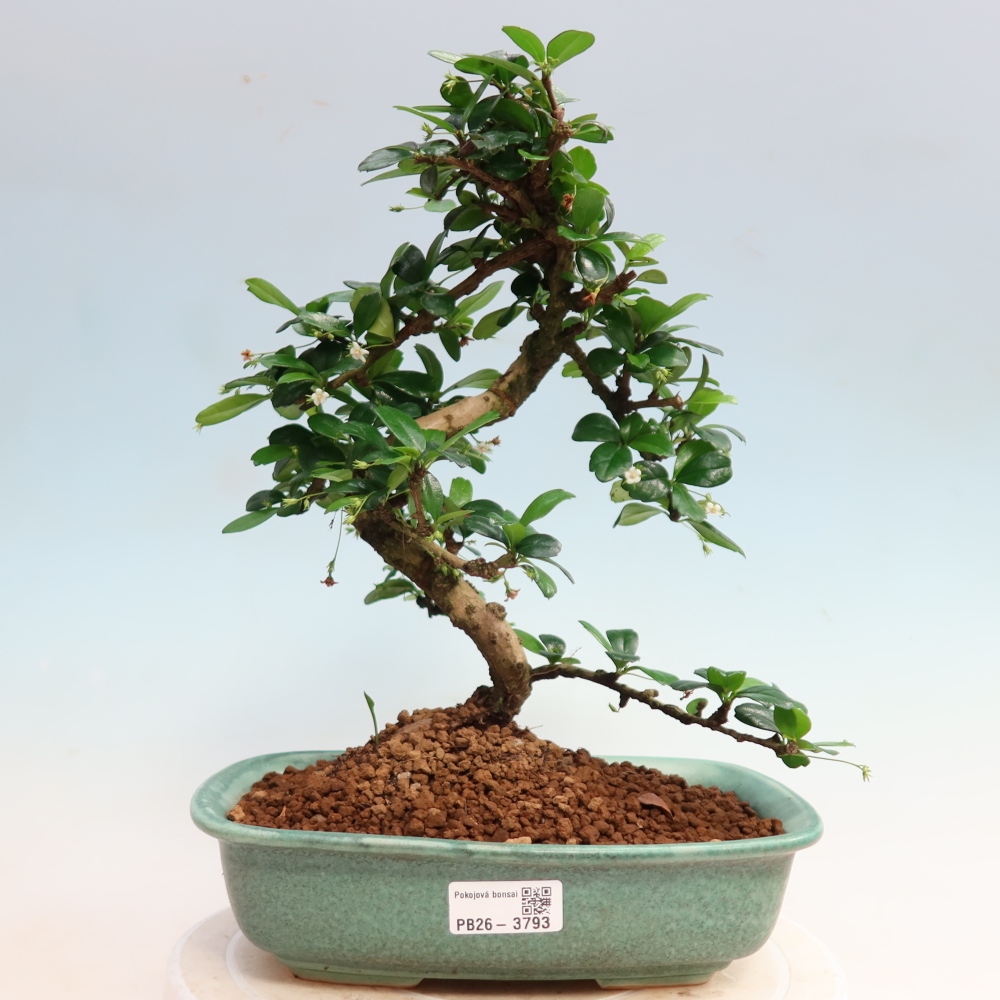 Kamerbonsai - Carmona macrophylla - Thee fuki