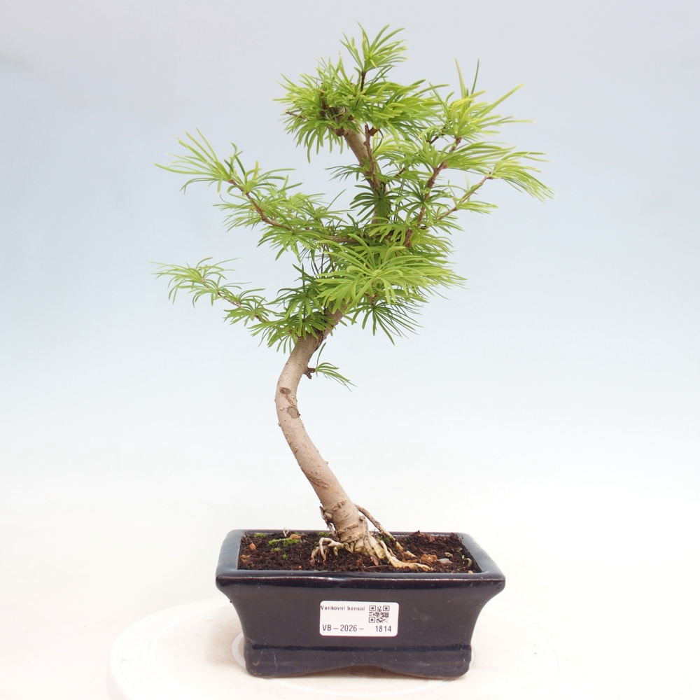 Bonsai voor buiten -Pseudolarix amabis-Pseudolarix amabis