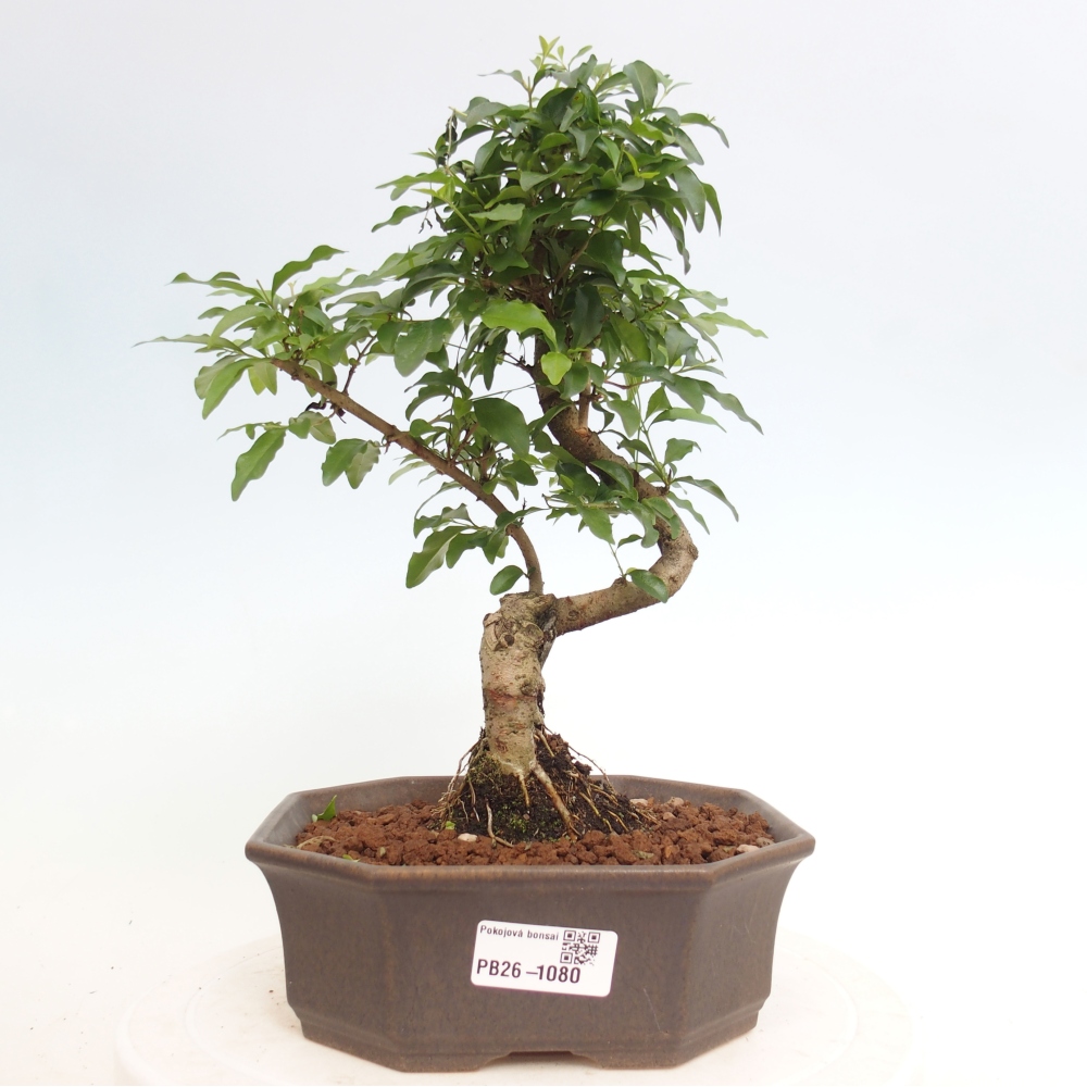 Kamerbonsai -Ligustrum chinensis - Vogelsnavel