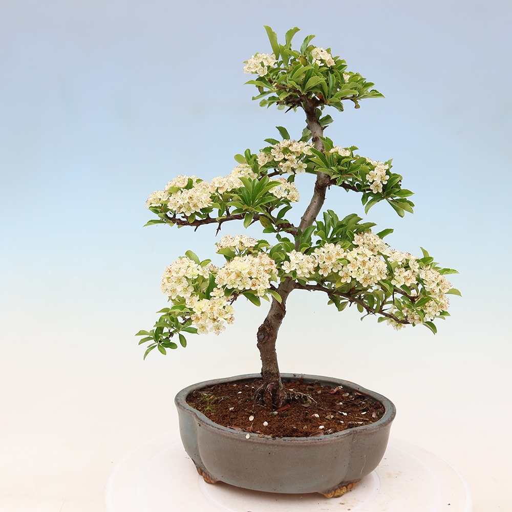 Buitenbonsai - Pyracantha teton - Vuurdoorn