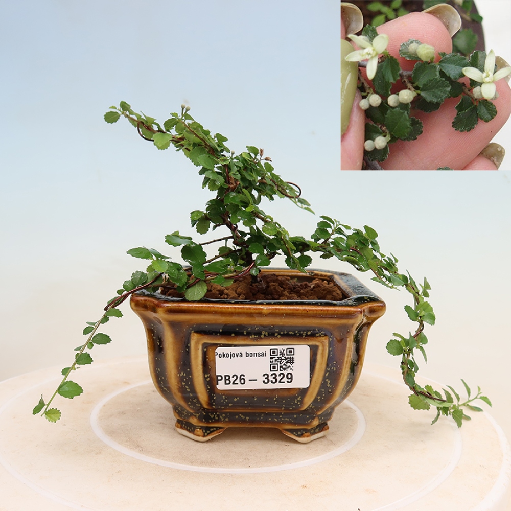 Kamerbonsai - Grewia sp. - Grewia malafolia