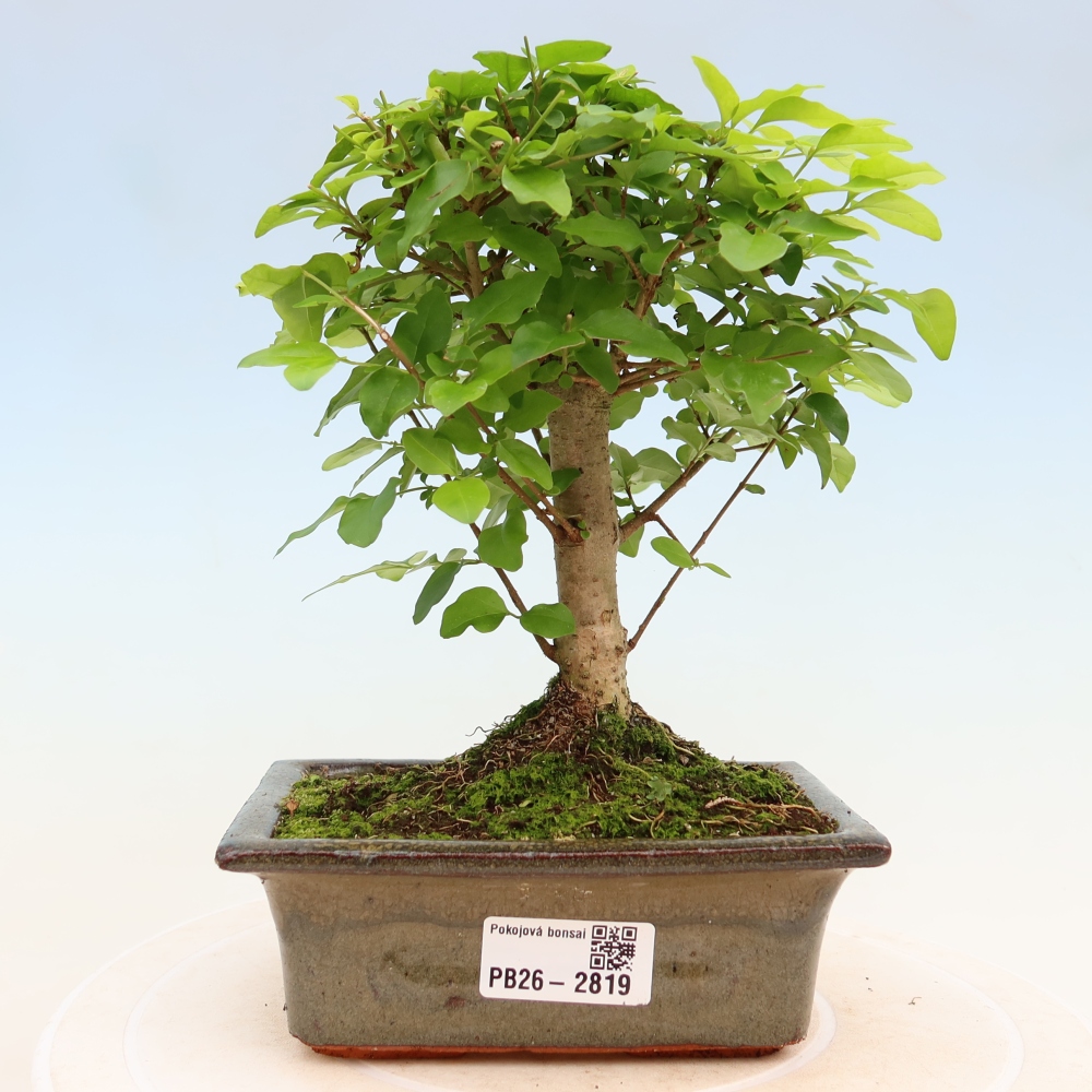 Kamerbonsai -Ligustrum chinensis - Vogelsnavel
