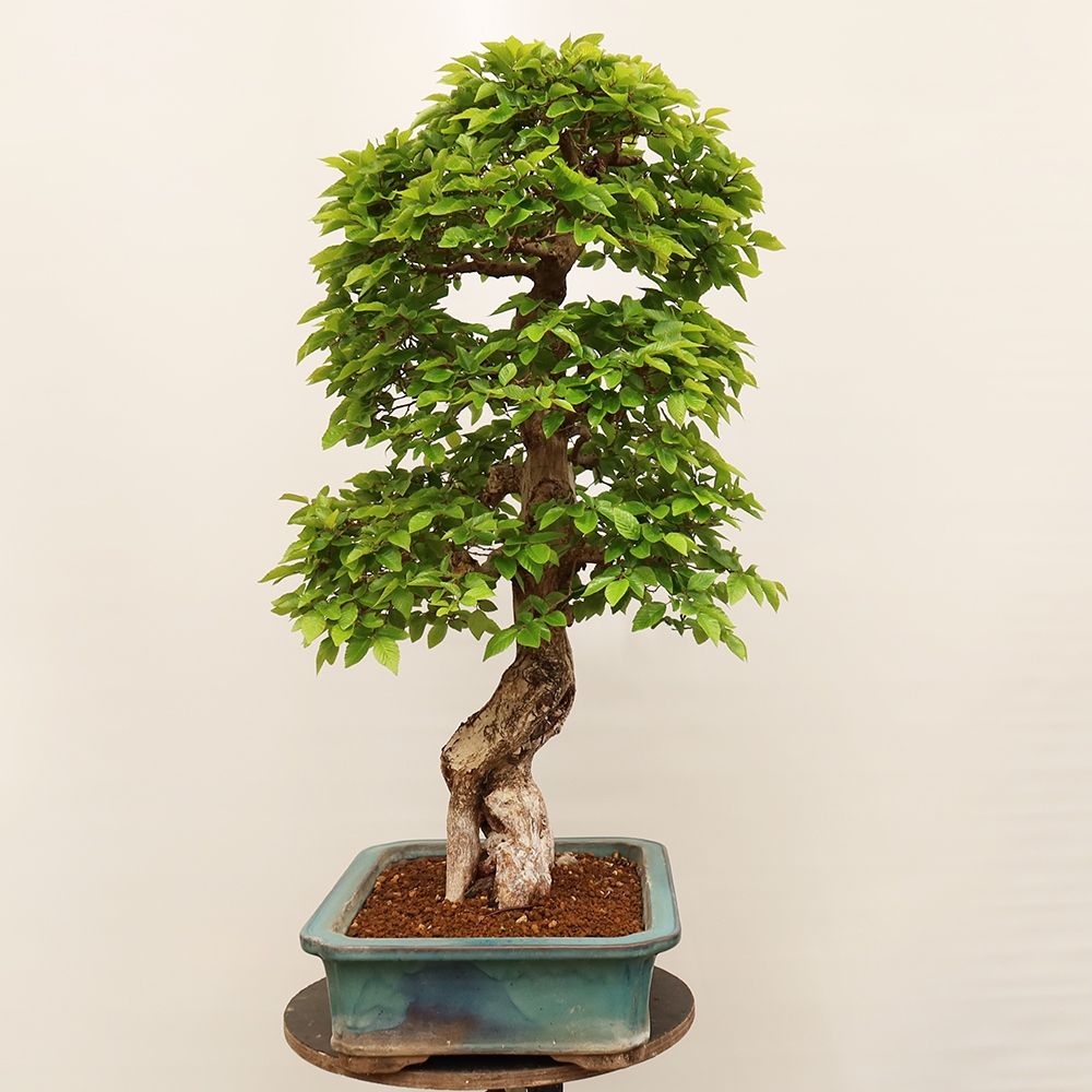 Bonsai voor buiten -Carpinus Coreana - Koreaanse haagbeuk