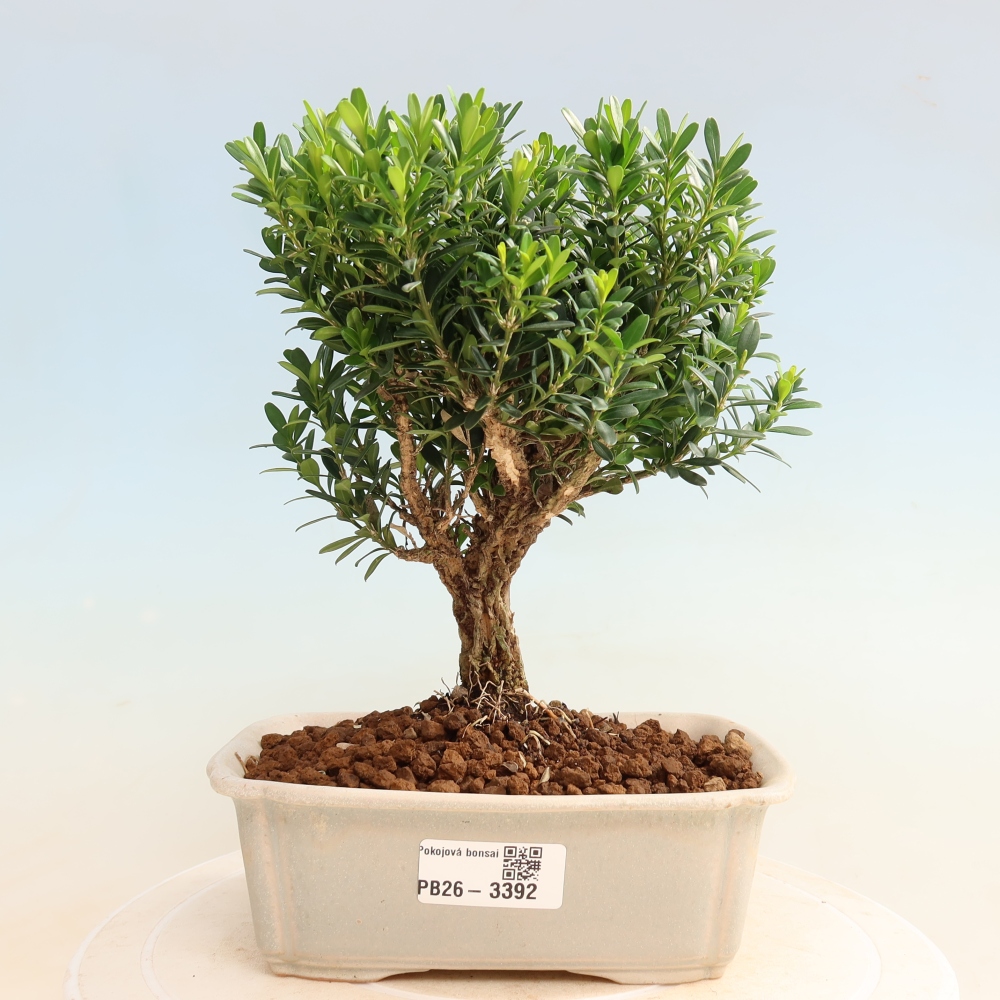 Kamerbonsai - Buxus harlandii - kurk buxus