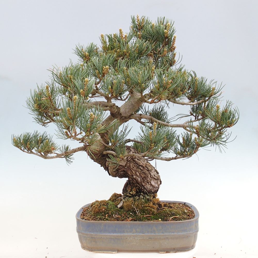 Bonsai voor buiten - Pinus parviflora - Pinus parviflora