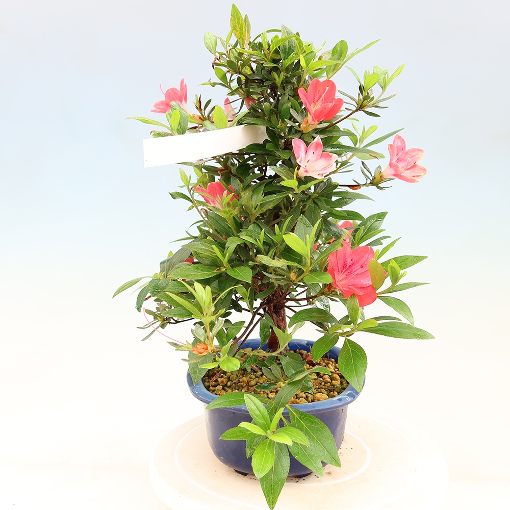 Bonsai voor buiten - Japanse Azalea - Azalea Beniko