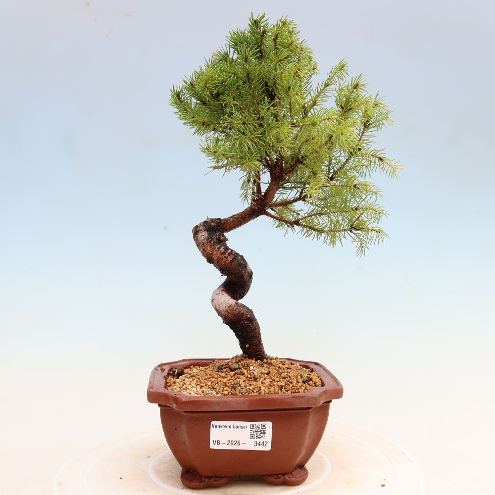 Buitenbonsai – Grijze spar – Picea glauca globe