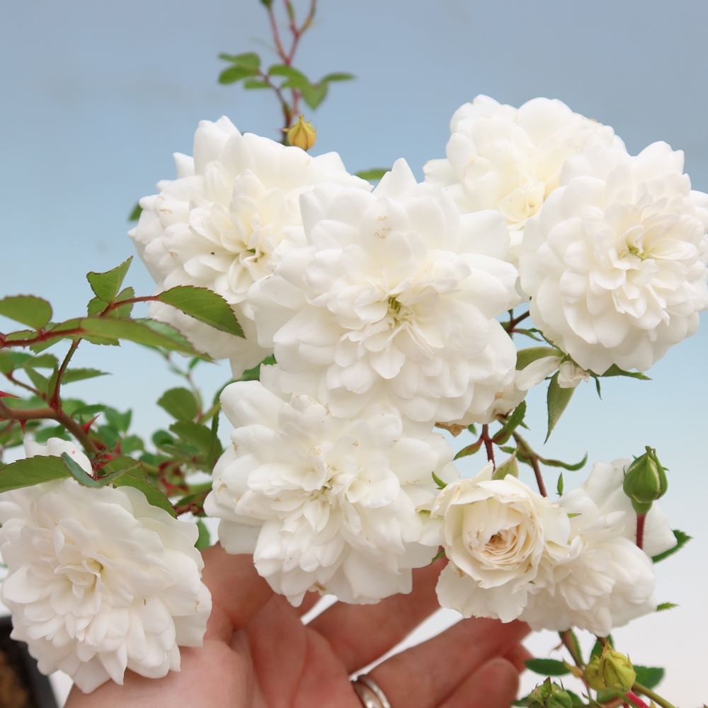 Bonsai voor buiten - Rosa Kordes - roos