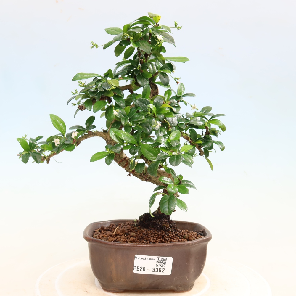 Kamerbonsai - Carmona macrophylla - Thee fuki