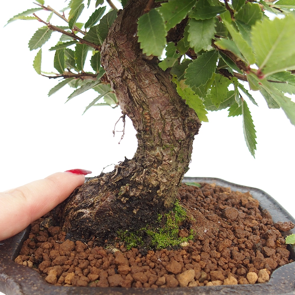 Bonsai voor buiten - Zelkova - Zelkova NIRE