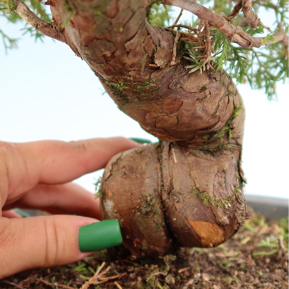 Bonsai voor buiten - Juniperus chinensis Itoigawa-Juniperus chinensis