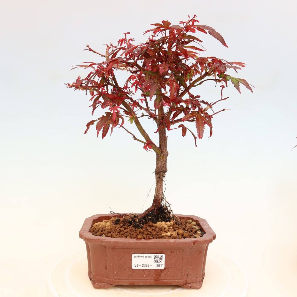 Buitenbonsai - Palmbladige esdoorn  - Acer palmatum Berry Broom 