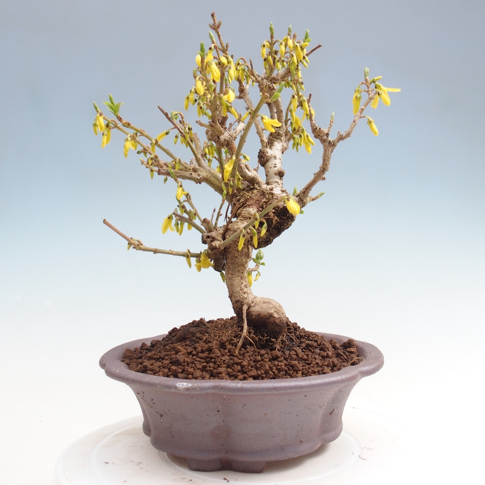 Bonsai voor buiten - Zlatice - Forsythia koreana