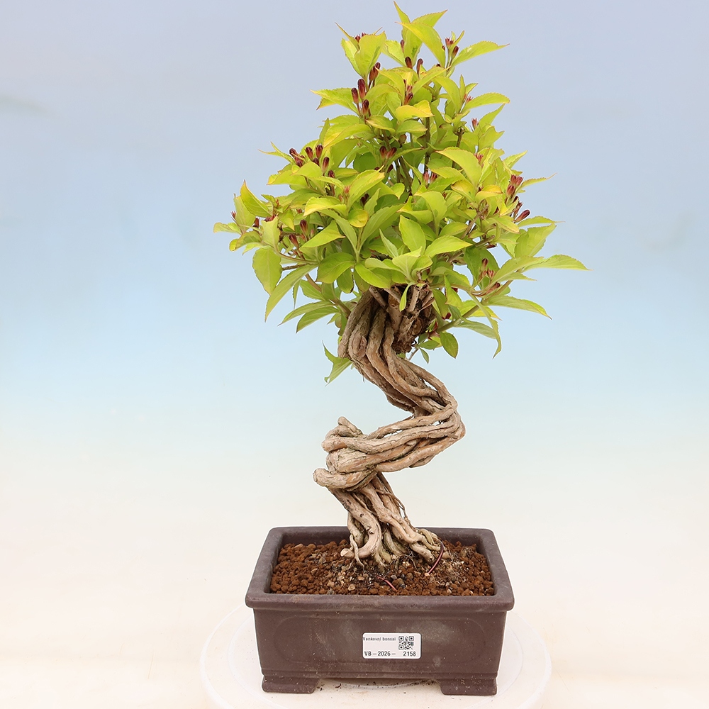 Buitenbonsai - Weigela subsessilis - Koreaanse weigela