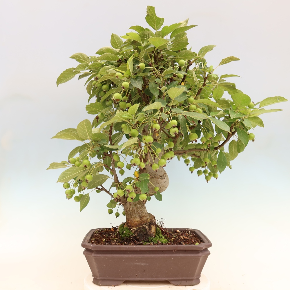 Bonsai voor buiten -Malus halliana - Appelboom met kleine vruchten