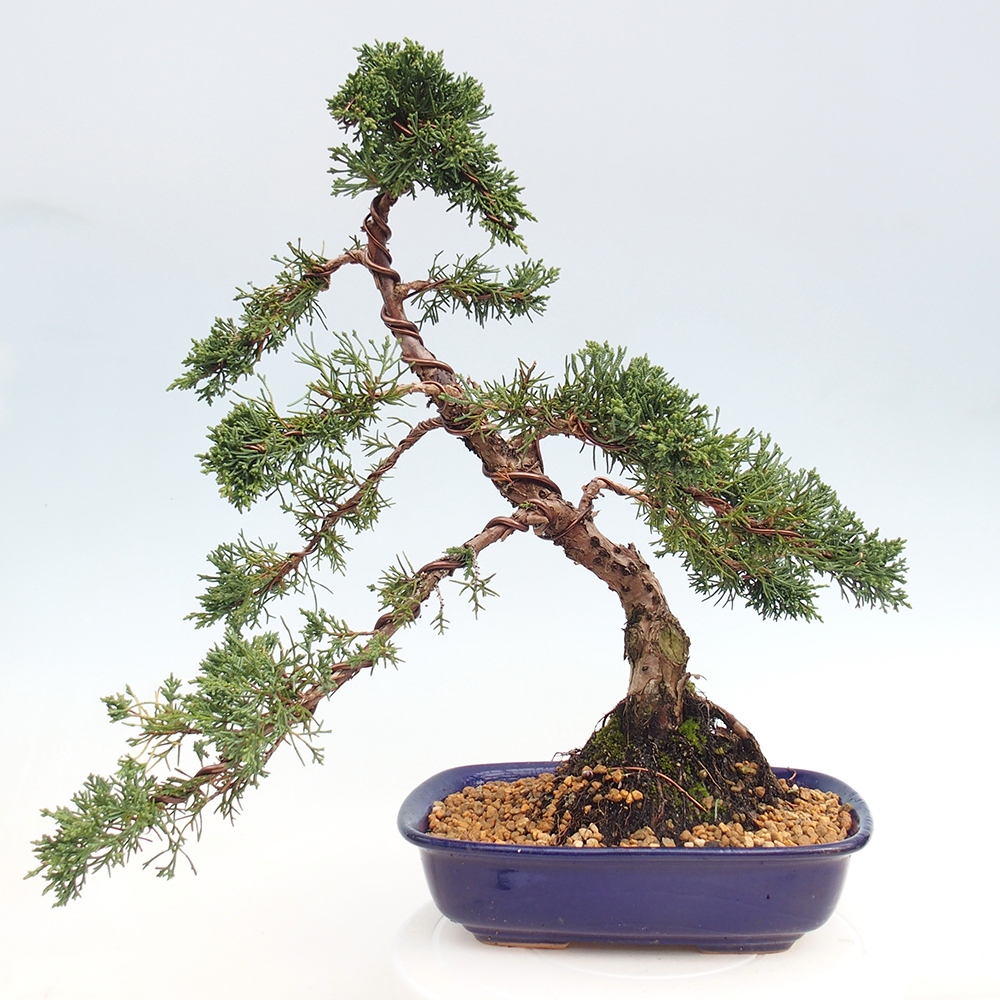 Bonsai voor buiten - Juniperus chinensis Kishu