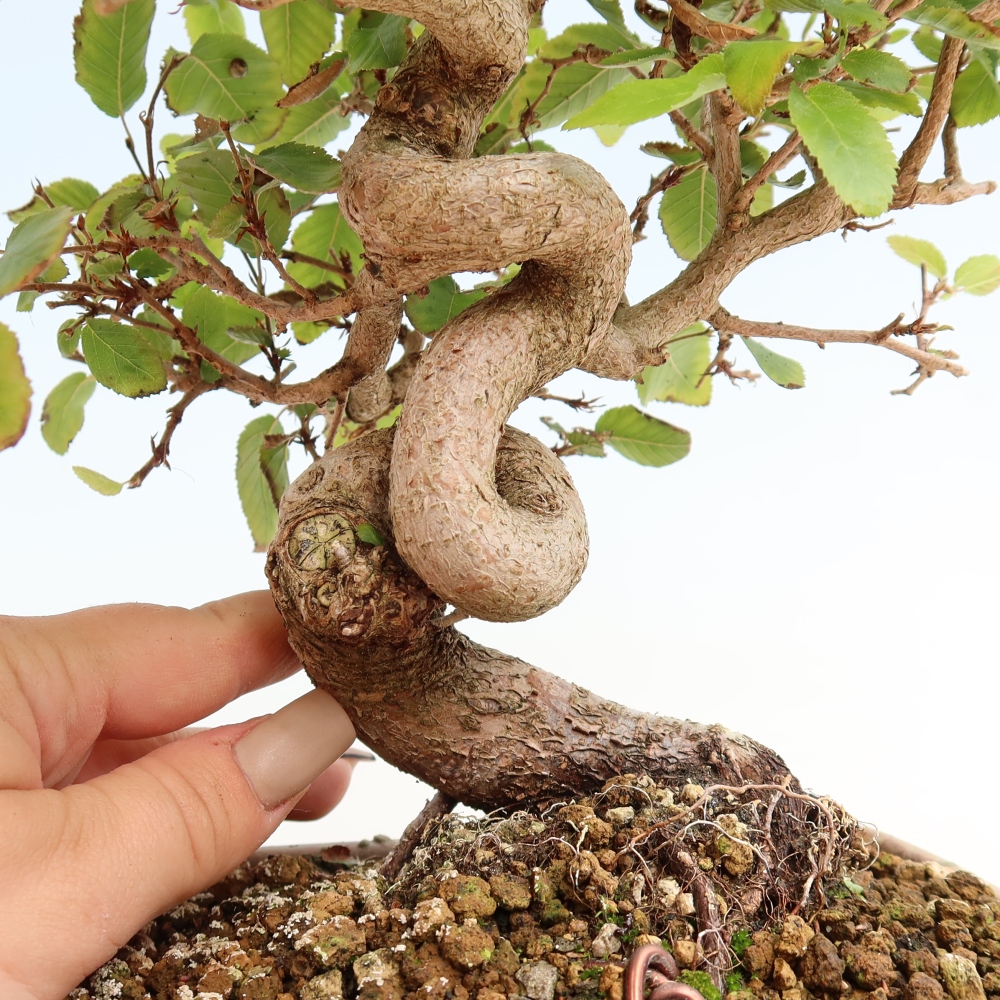 Bonsai voor buiten -Carpinus CARPINOIDES - Koreaanse haagbeuk