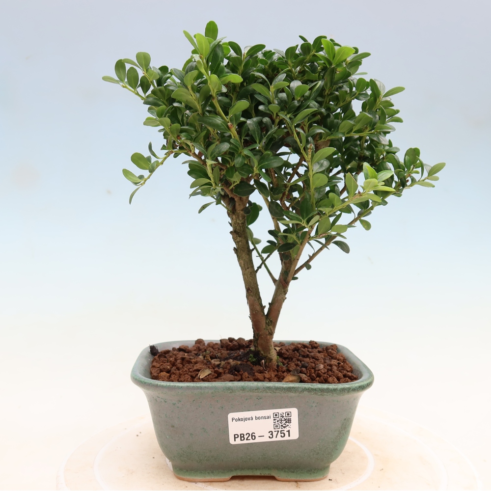 Kamerbonsai - Ilex crenata - Hulst
