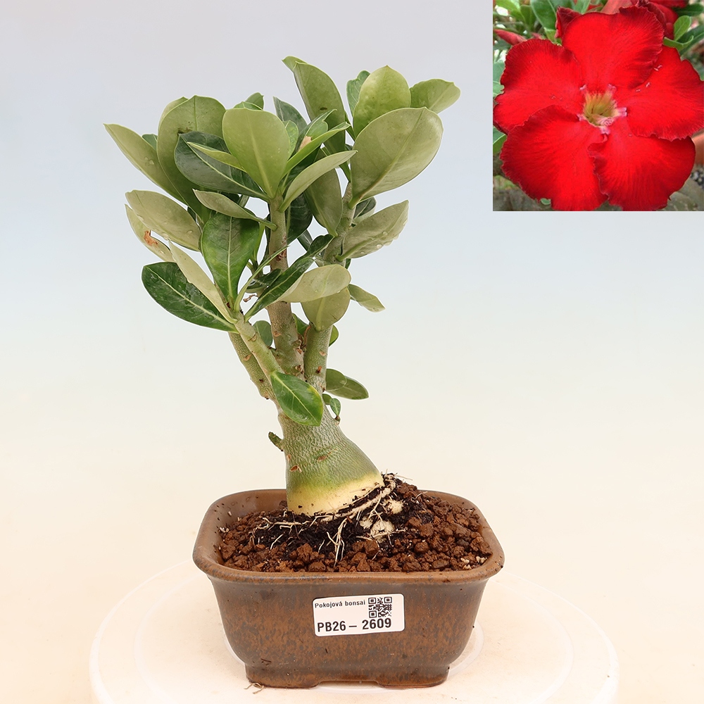 Kamerbonsai - Adenium obesum Red Star - Woestijnroos