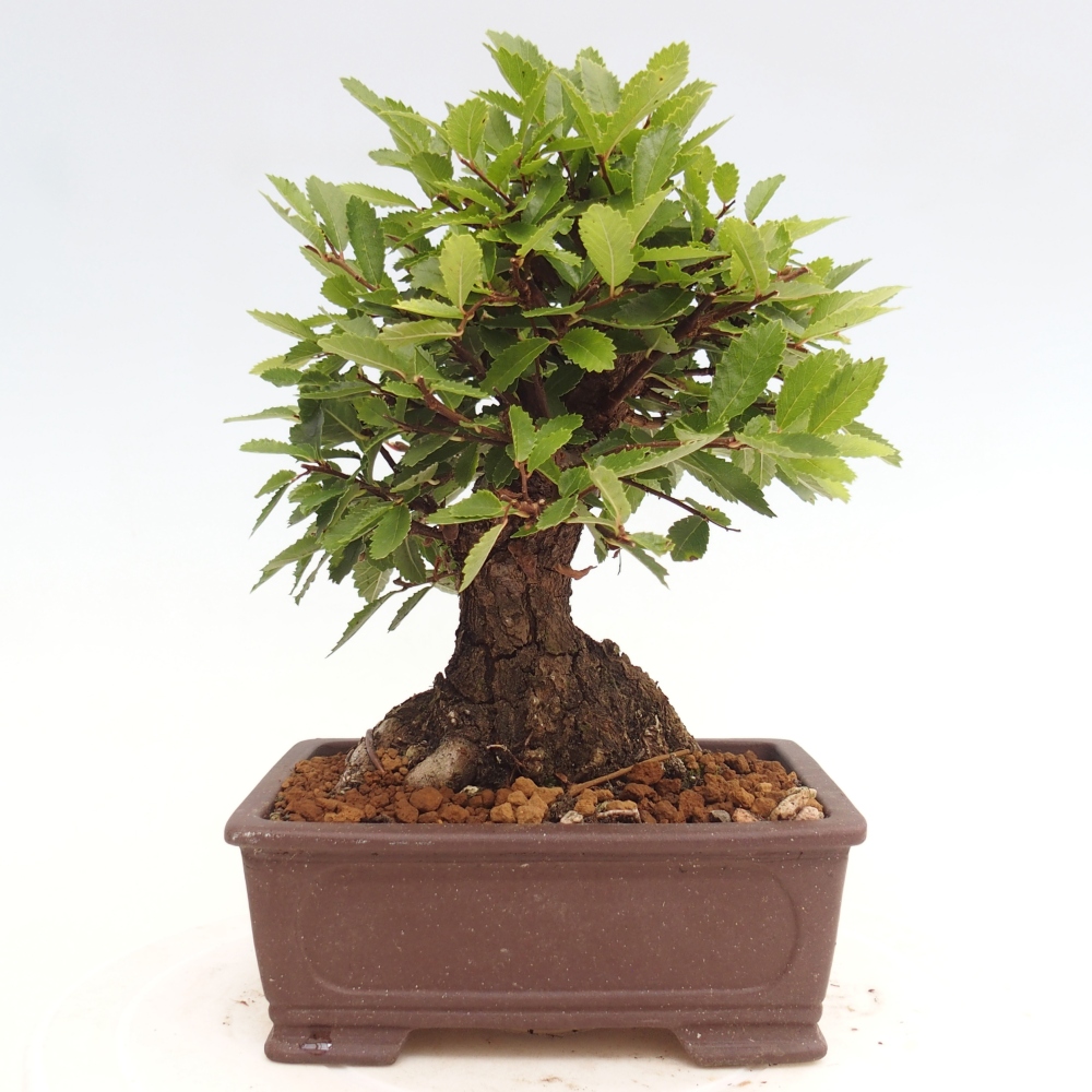Bonsai voor buiten - Zelkova - Zelkova NIRE