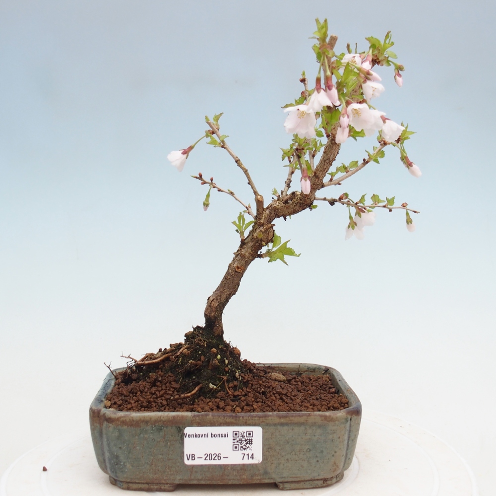 Bonsai voor buiten - Prunus incisa Kojou-no mai-Plivon uitgesneden