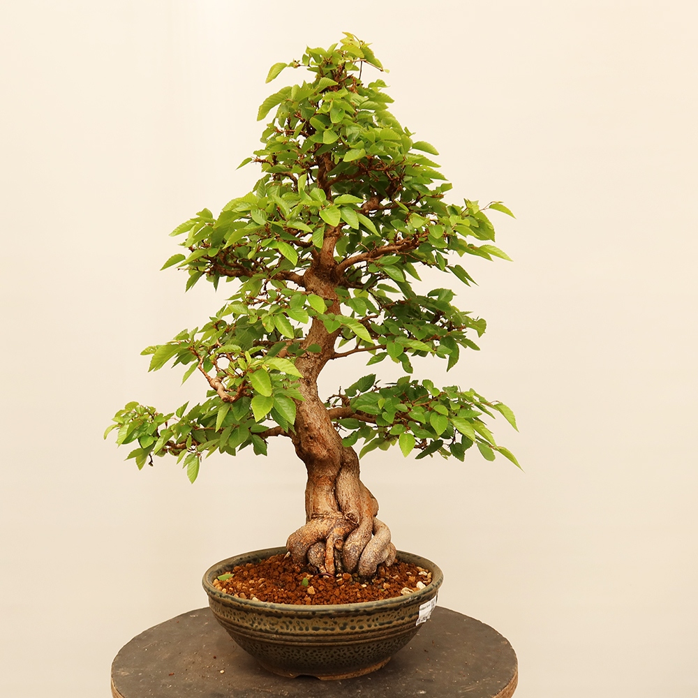 Bonsai voor buiten -Carpinus Coreana - Koreaanse haagbeuk