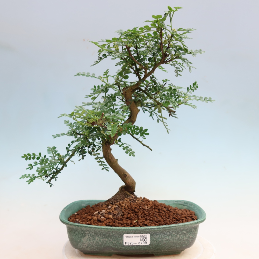 Kamerbonsai - Zantoxylum piperitum - peperboom