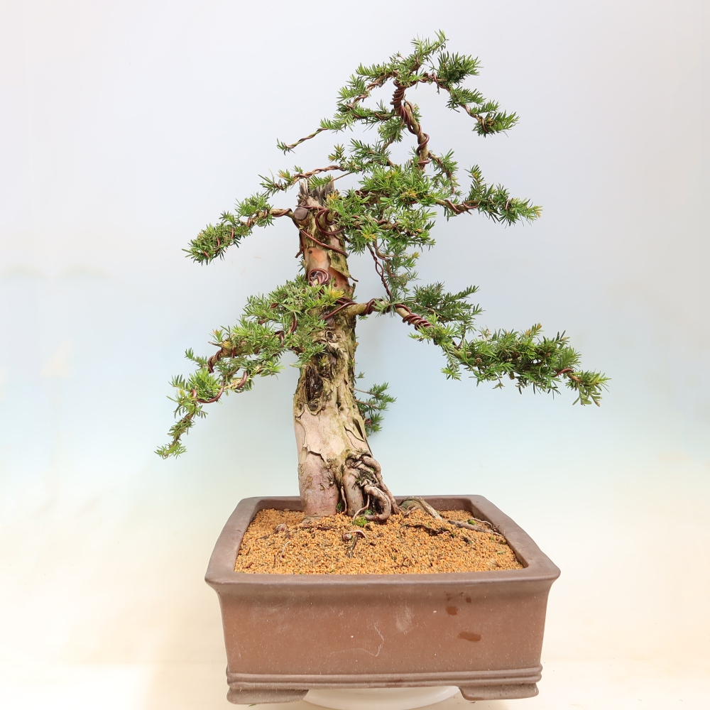 Bonsai voor buiten - Taxus baccata  - Rode taxus