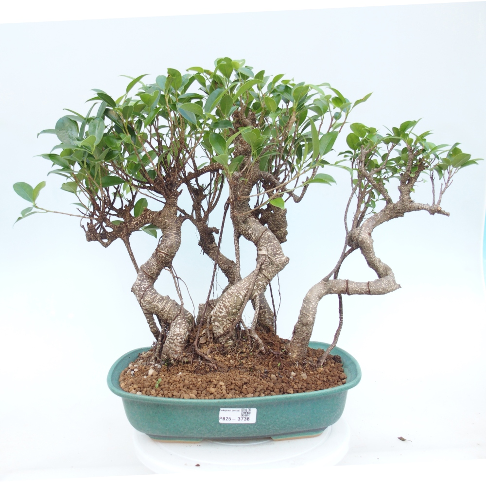 Kamerbonsai - Ficus kimmen - kleinbladige ficus