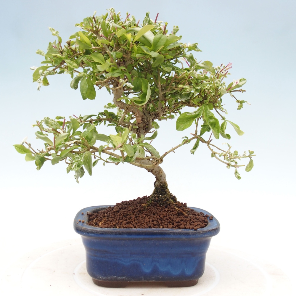 Bonsai voor buiten - Ligustrum obtusifolium