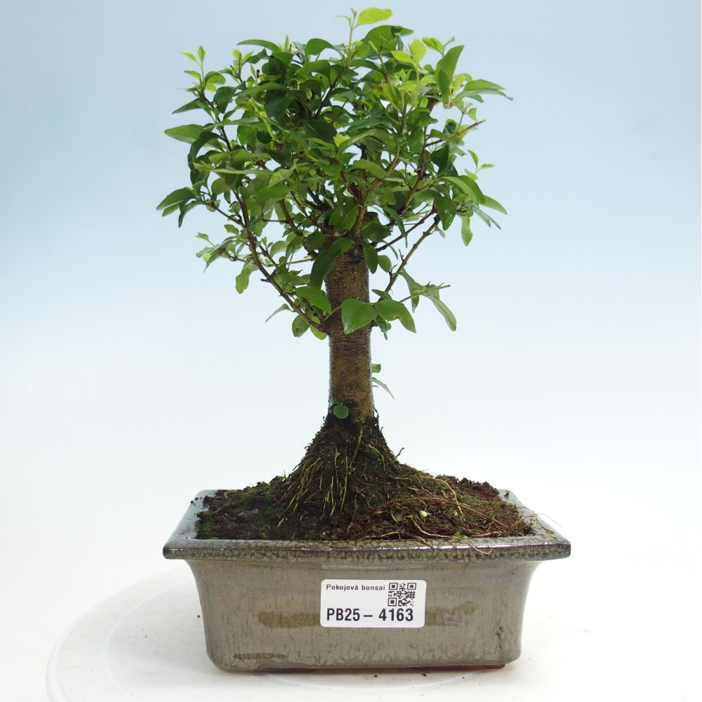 Kamerbonsai -Ligustrum chinensis - Vogelsnavel