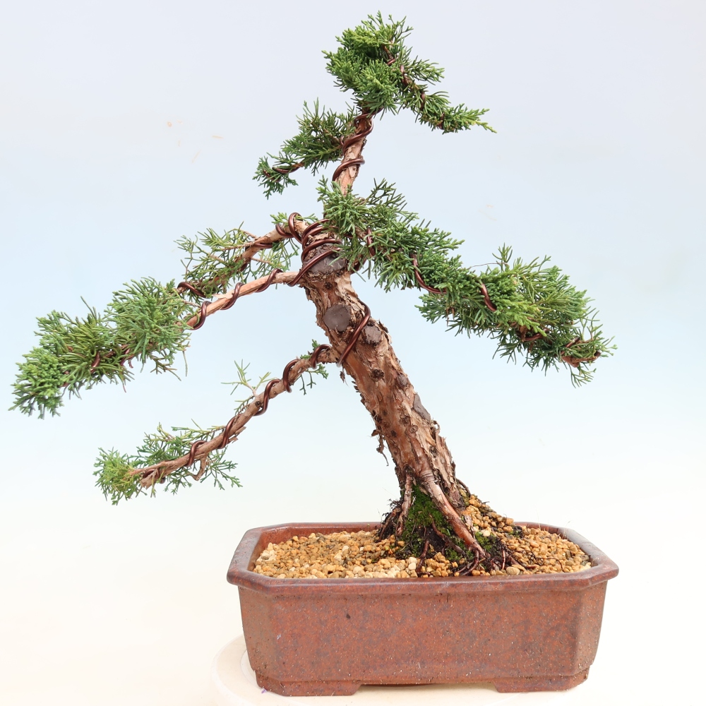 Bonsai voor buiten - Juniperus chinensis Kishu