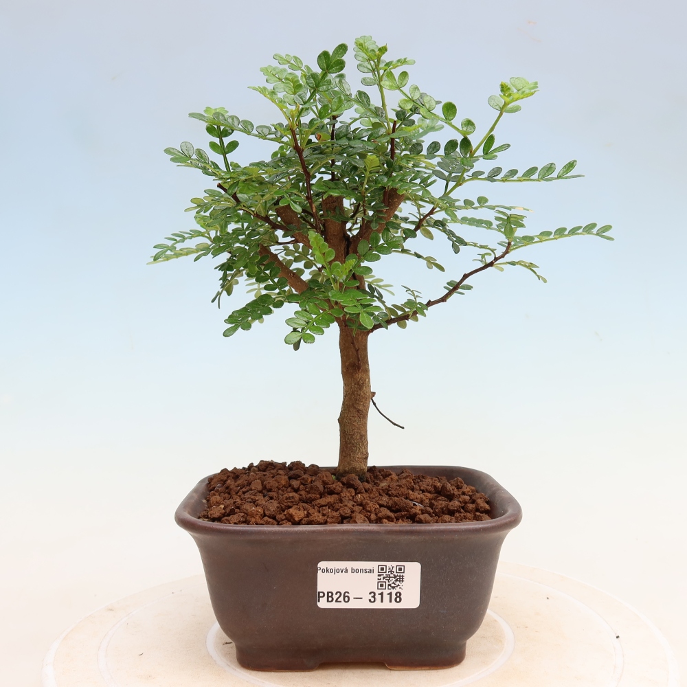 Kamerbonsai - Zantoxylum piperitum - peperboom