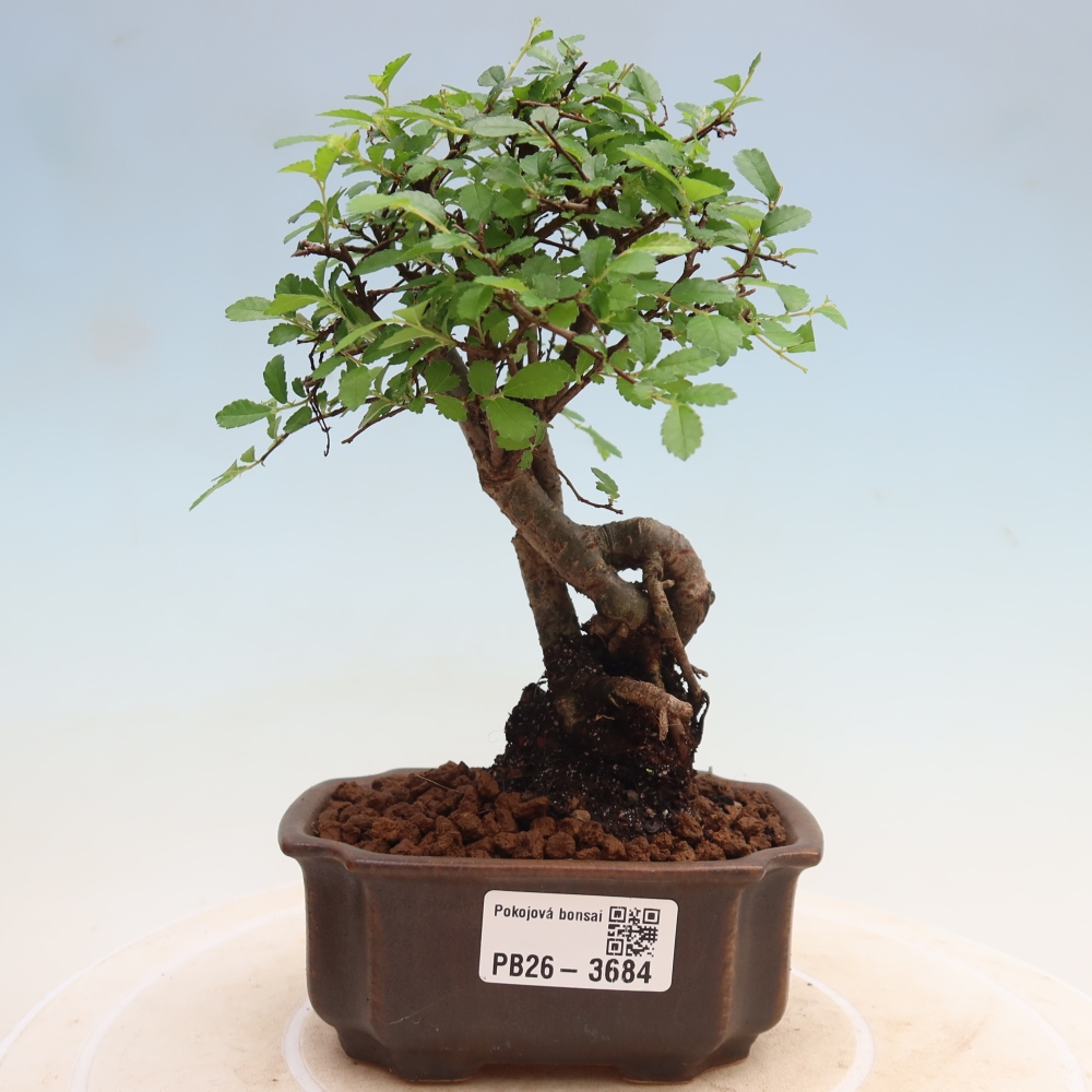 Kamerbonsai - Ulmus parvifolia - Winteriep