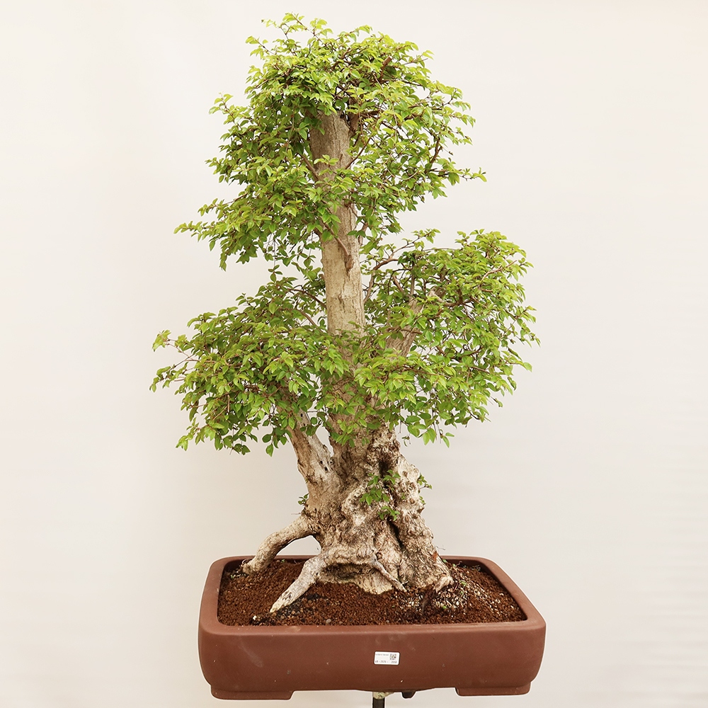 Bonsai voor buiten -Carpinus Coreana - Koreaanse haagbeuk