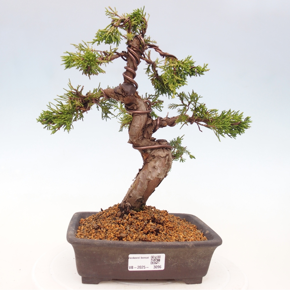 Bonsai voor buiten - Juniperus chinensis Itoigawa