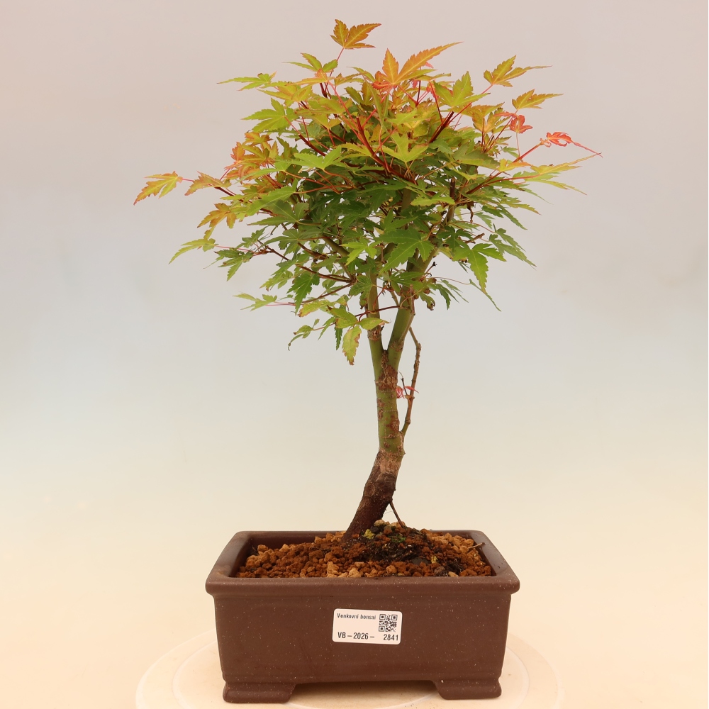 Noorse esdoorn - Acer palmatum Beni Tsukasa