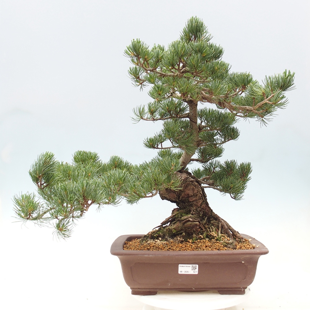Bonsai voor buiten - Pinus parviflora - Pinus parviflora