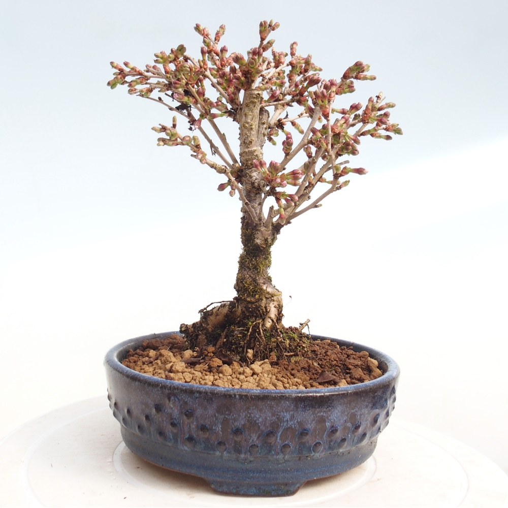 Bonsai voor buiten - Prunus incisa Kojou-no mai-Plivon uitgesneden