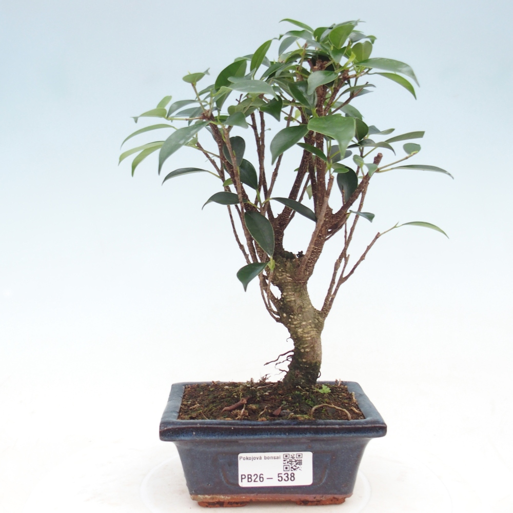 Kamer bonsai Ficus retusa kimmen