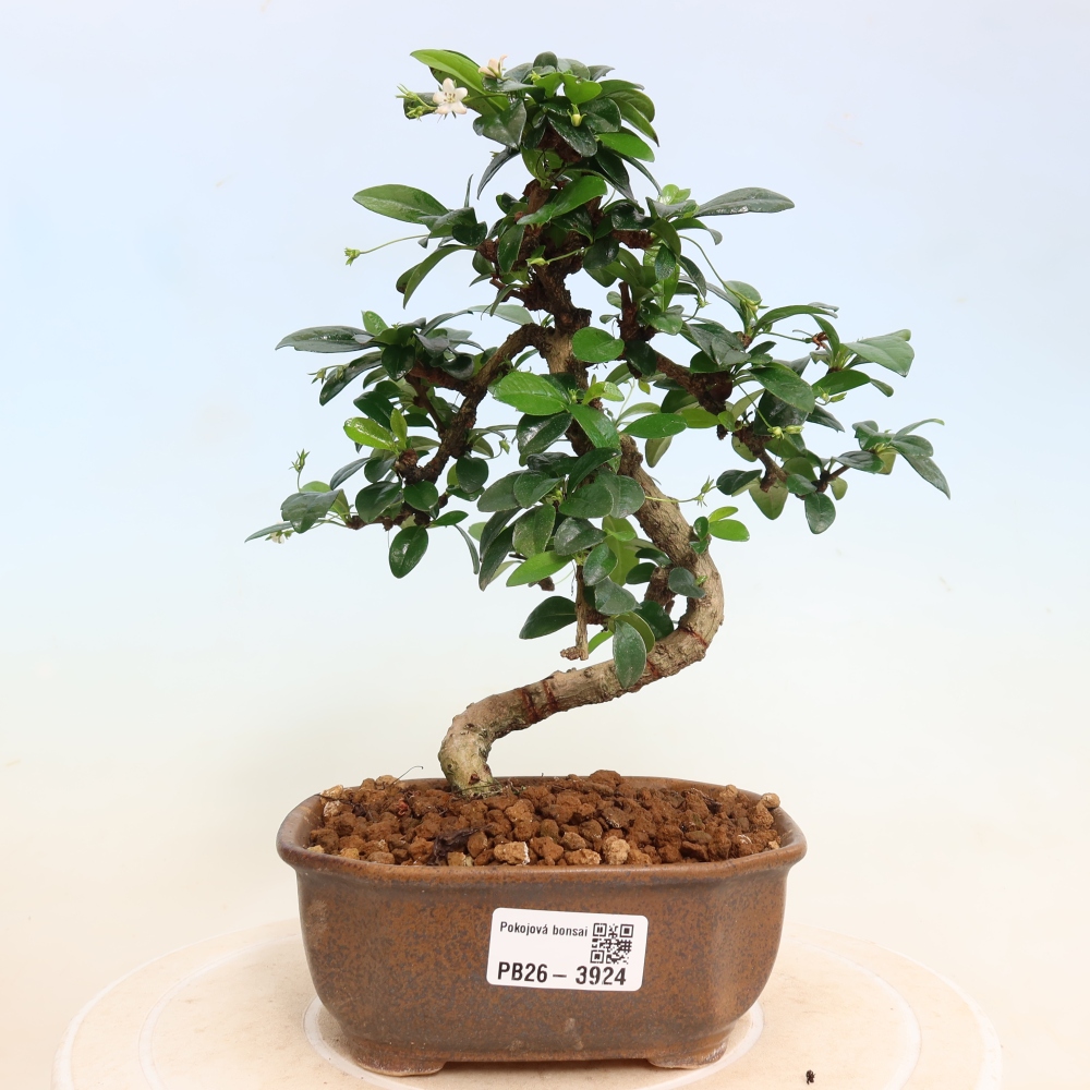 Kamerbonsai - Carmona macrophylla - Thee fuki