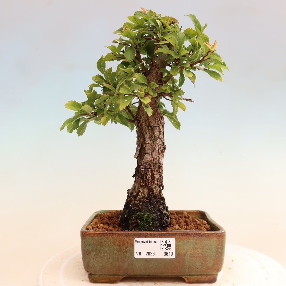 Bonsai voor buiten - Zelkova - Zelkova NIRE