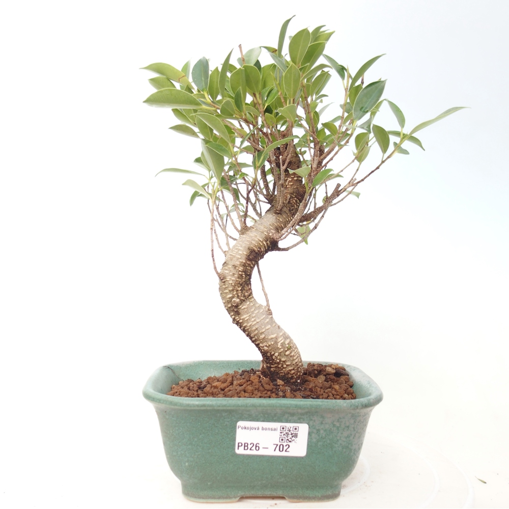 Kamerbonsai - Ficus retusa - kleinbladige ficus