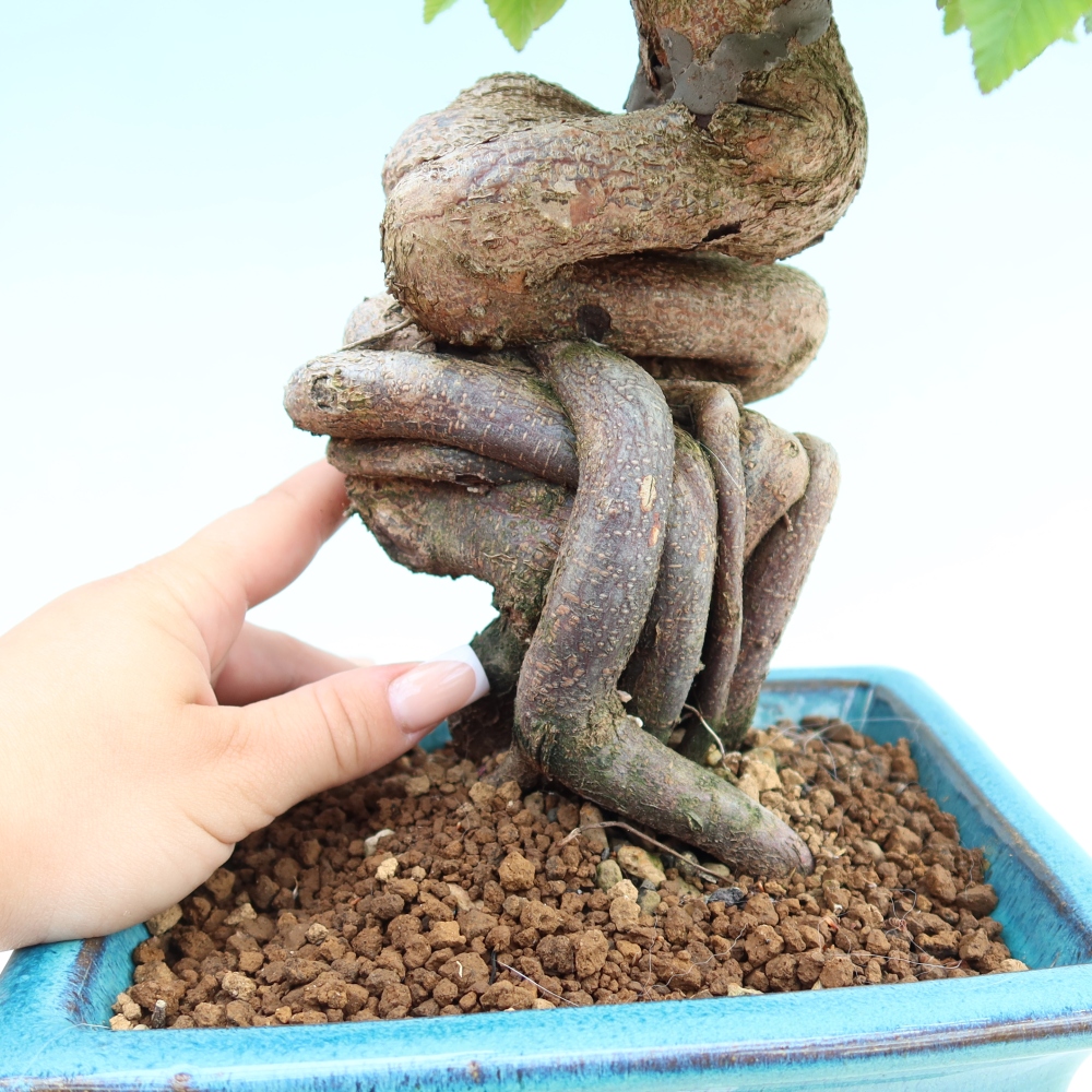 Bonsai voor buiten -Carpinus Coreana - Koreaanse haagbeuk