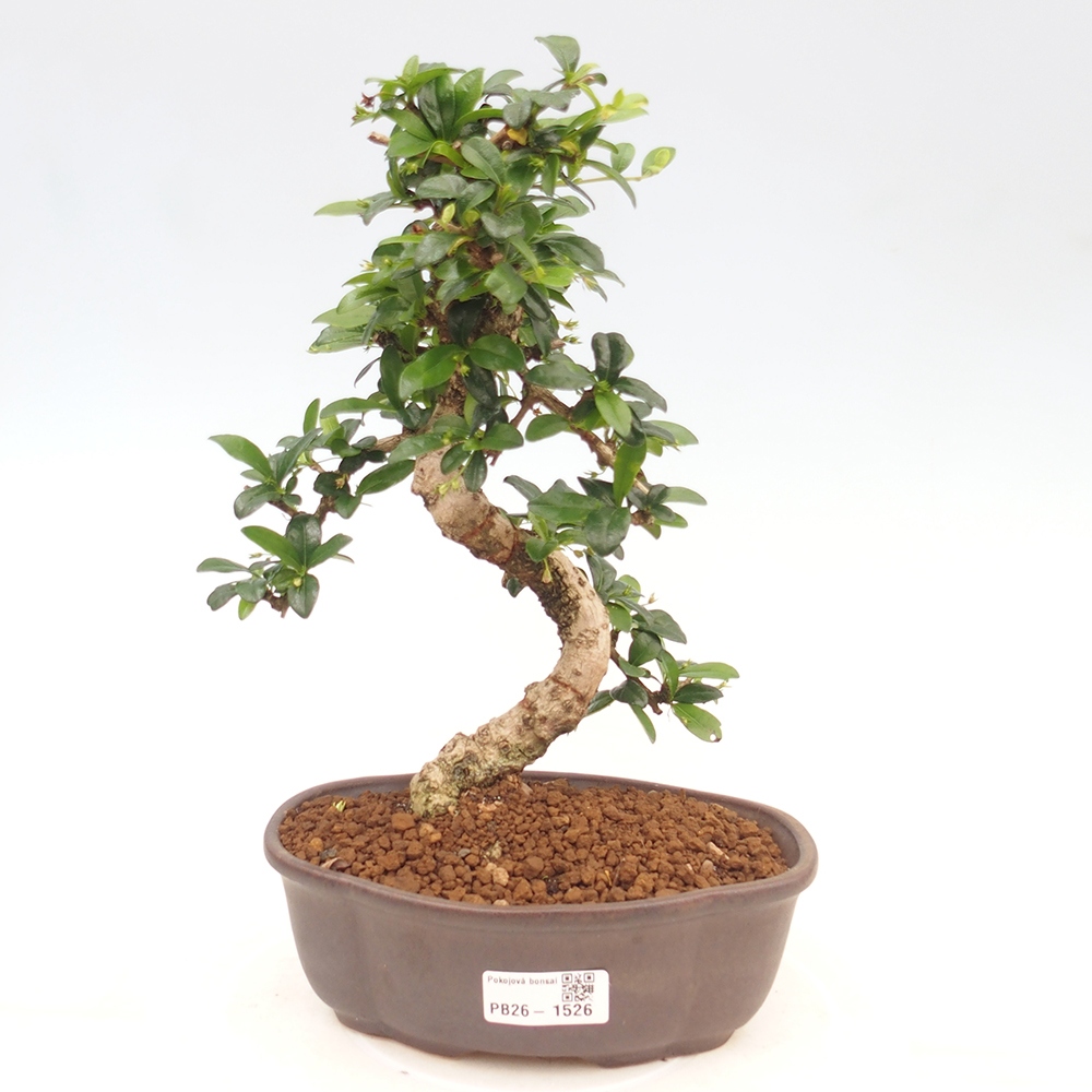 Kamerbonsai - Carmona macrophylla - Thee fuki