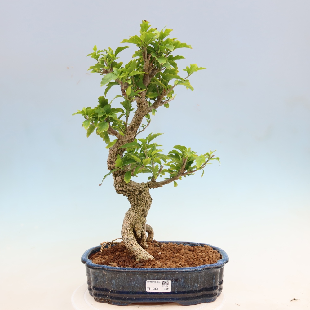 Bonsai voor buiten - Hibiscus syriacus - Syrische hibiscus