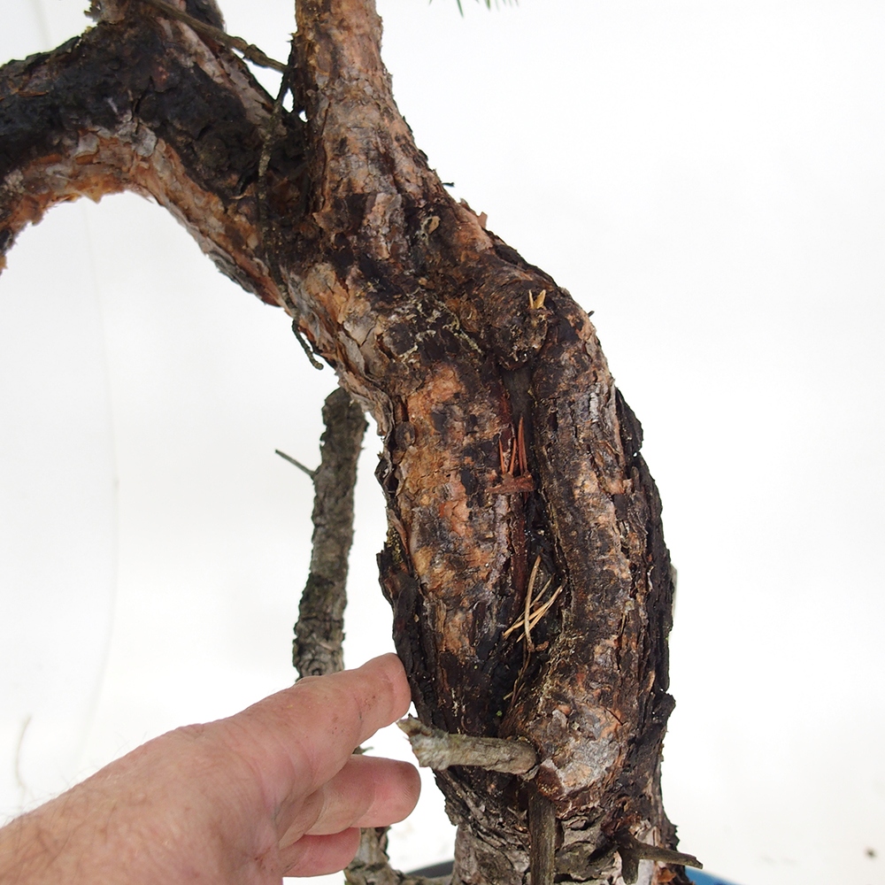 Yamadori - Pinus sylvestris Spanje
